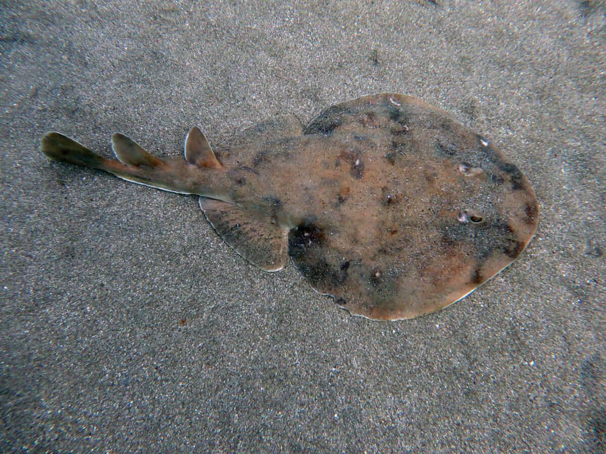 Electric Ray On Seabed.jpg Wallpaper