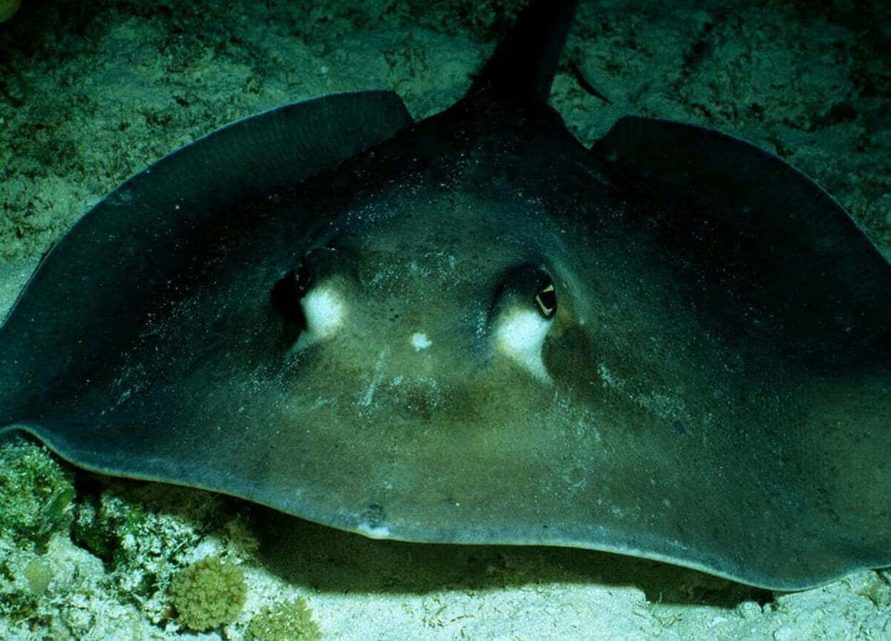 Electric Ray On Seabed Wallpaper