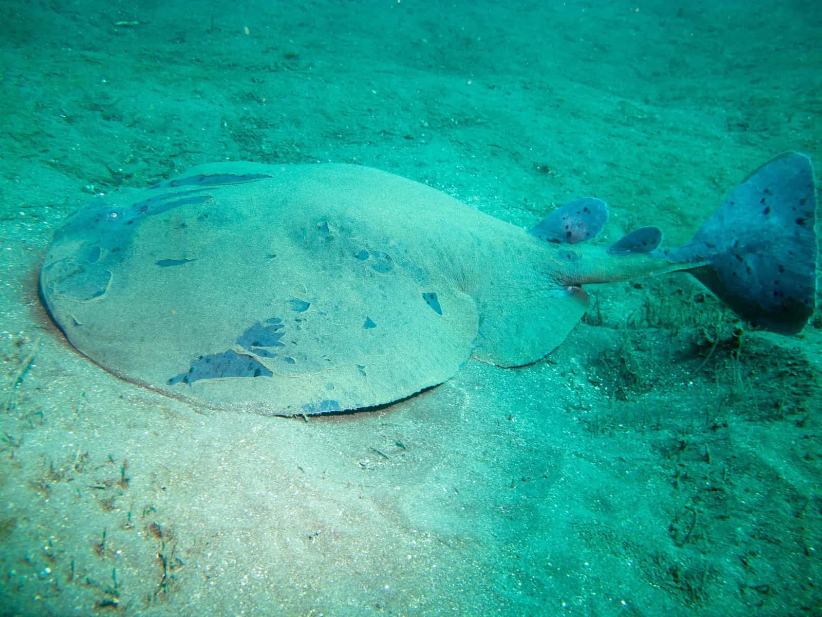 Electric Ray Restingon Ocean Floor Wallpaper