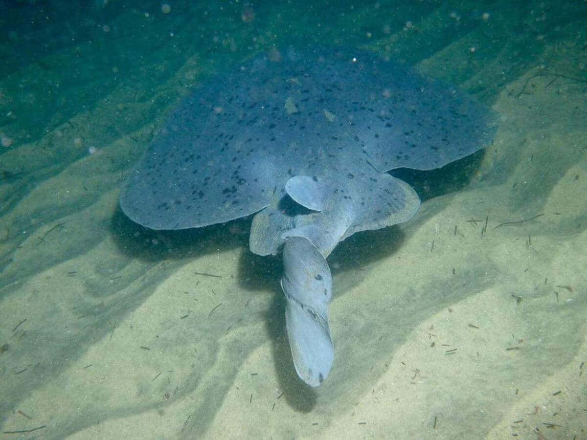 Electric Ray Sandy Seabed Wallpaper