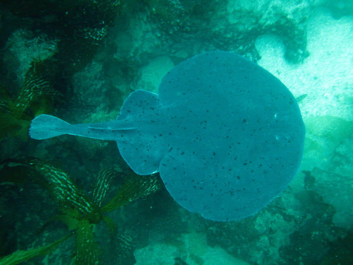 Electric_ Ray_ Underwater_ Scene Wallpaper