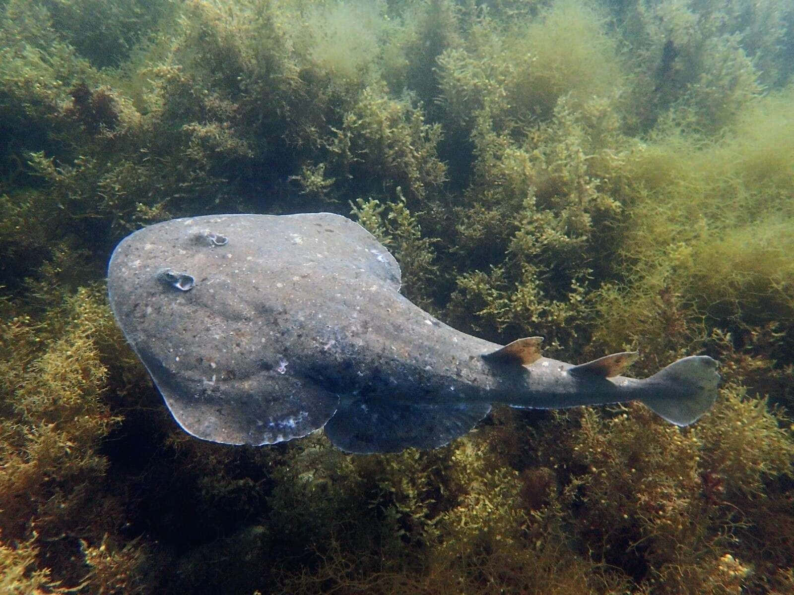 Electric Ray Underwater Scene Wallpaper