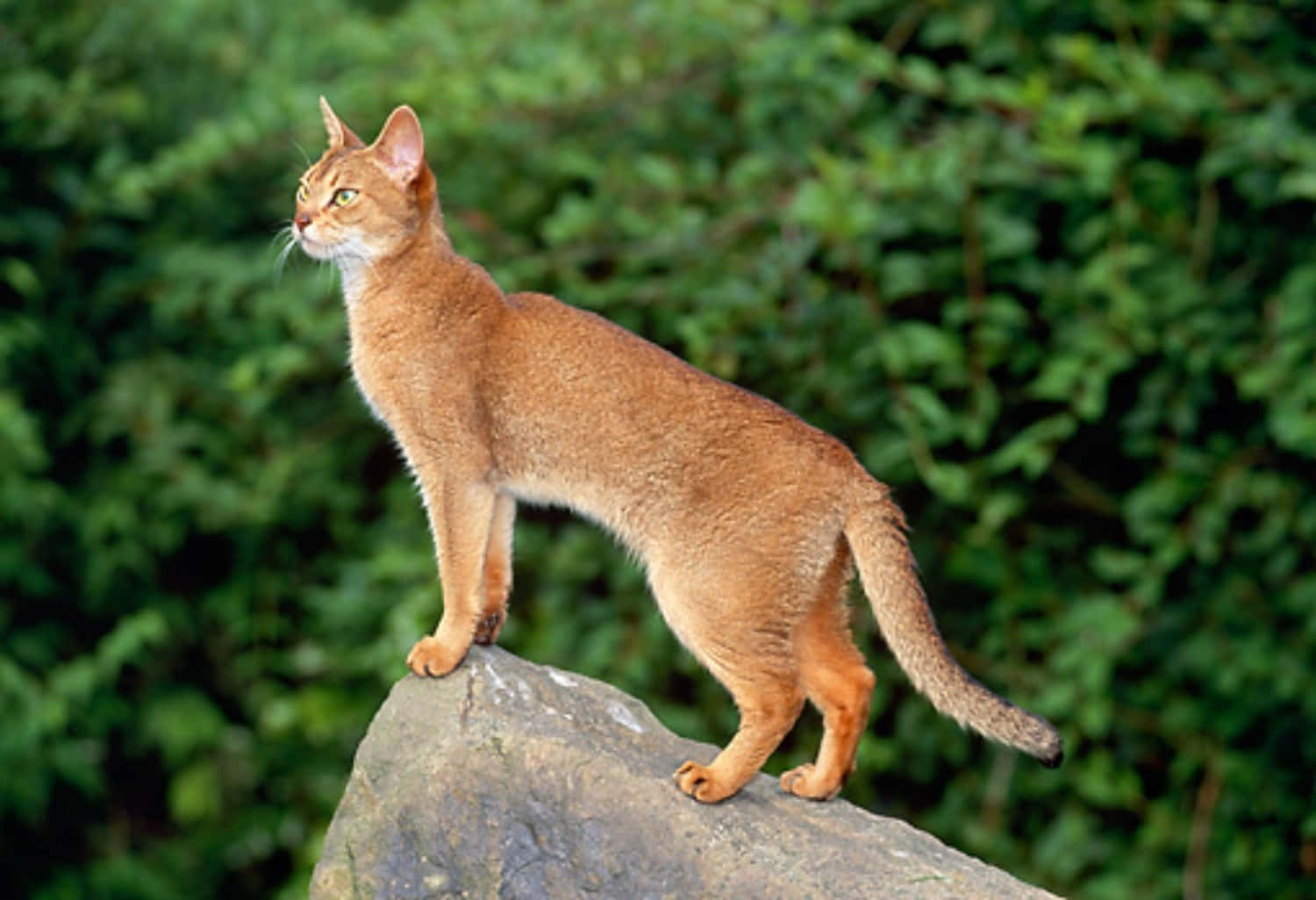 Elegant Abyssinian Cat Lounging Wallpaper