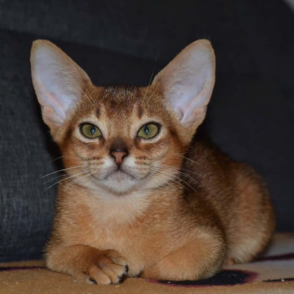 Elegant Abyssinian Cat Lounging Wallpaper