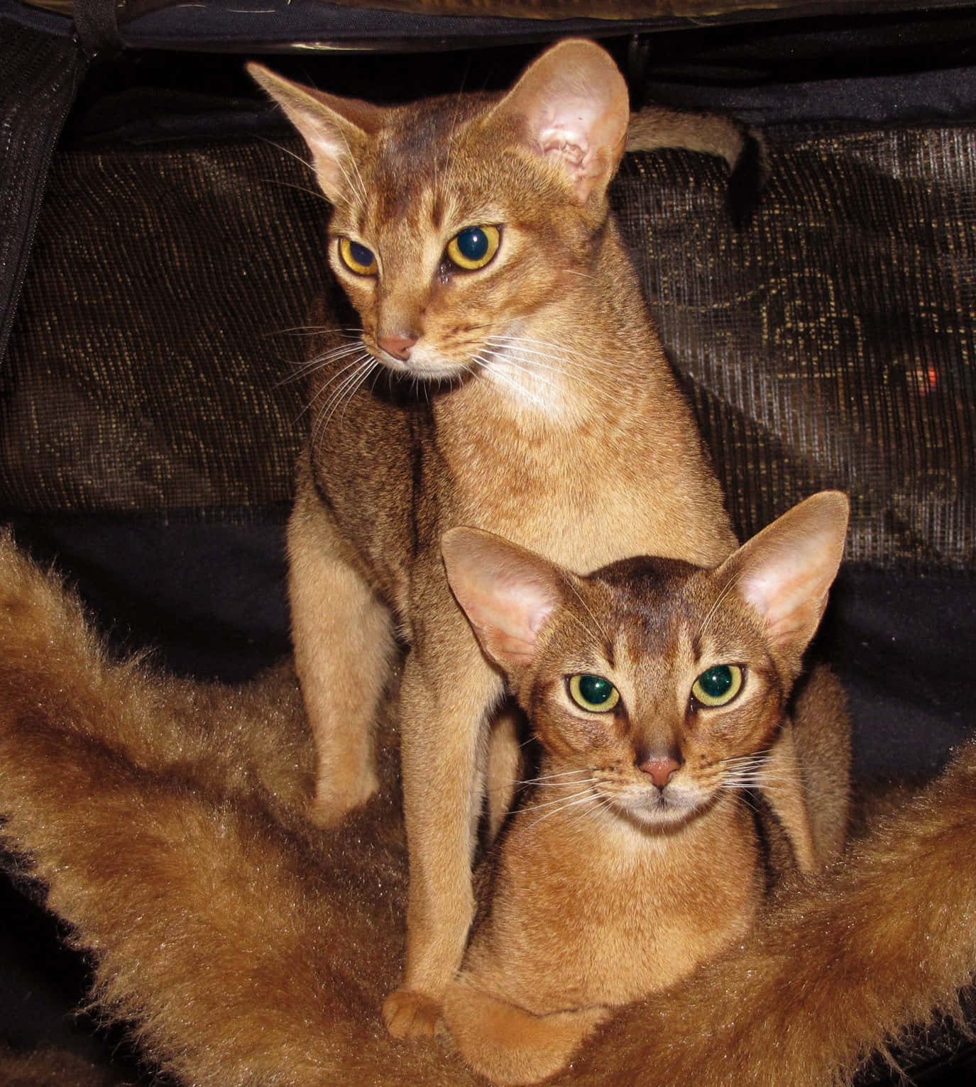 Elegant Abyssinian Cat Lounging On A Table Wallpaper