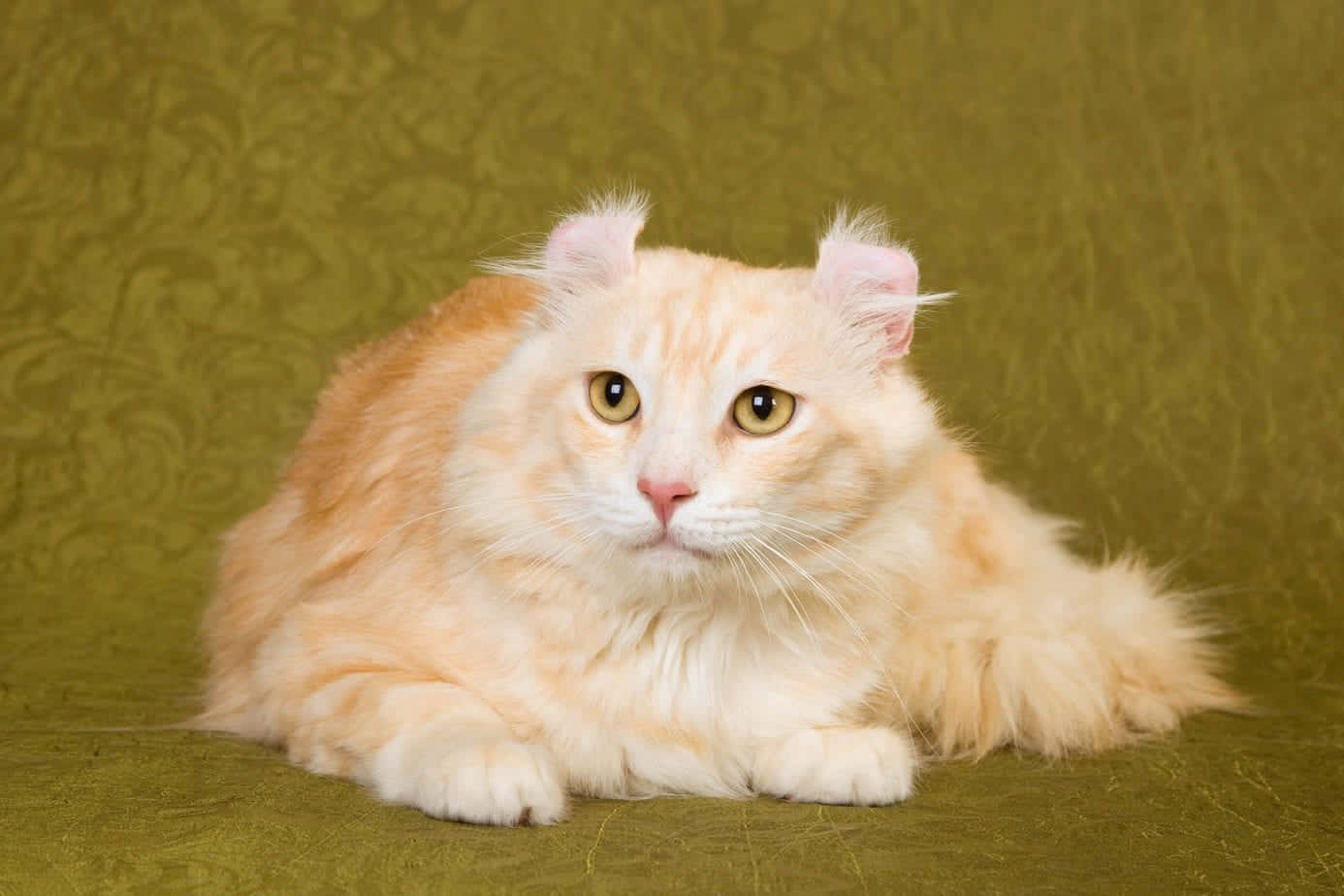 Elegant American Curl Cat Posing For The Camera Wallpaper