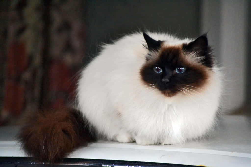 Elegant Birman Cat Gazing Into The Distance Wallpaper