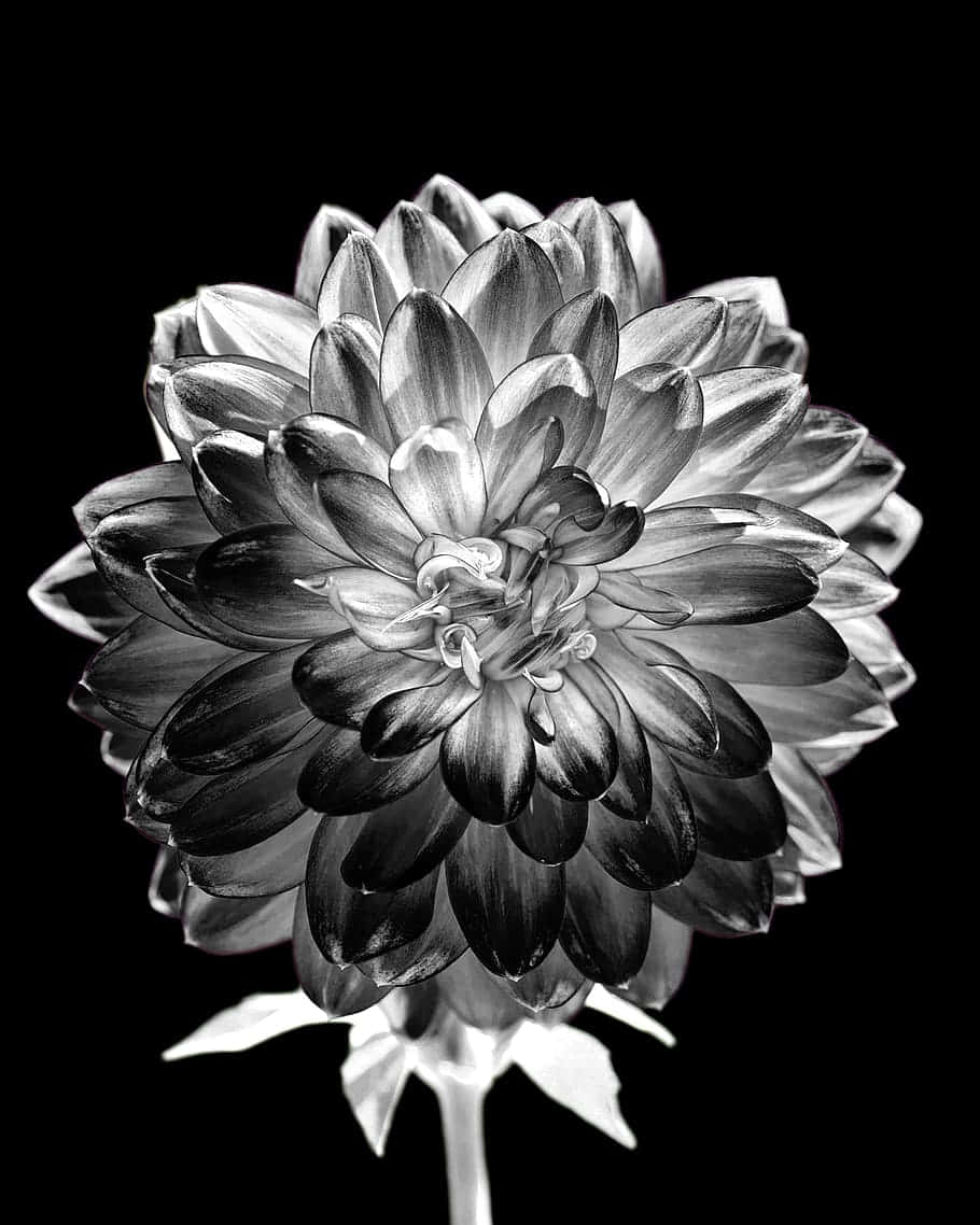 Elegant_ Black_and_ White_ Dahlia Wallpaper