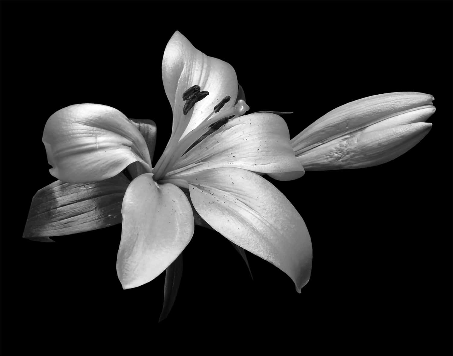 Elegant_ Black_and_ White_ Lily Wallpaper