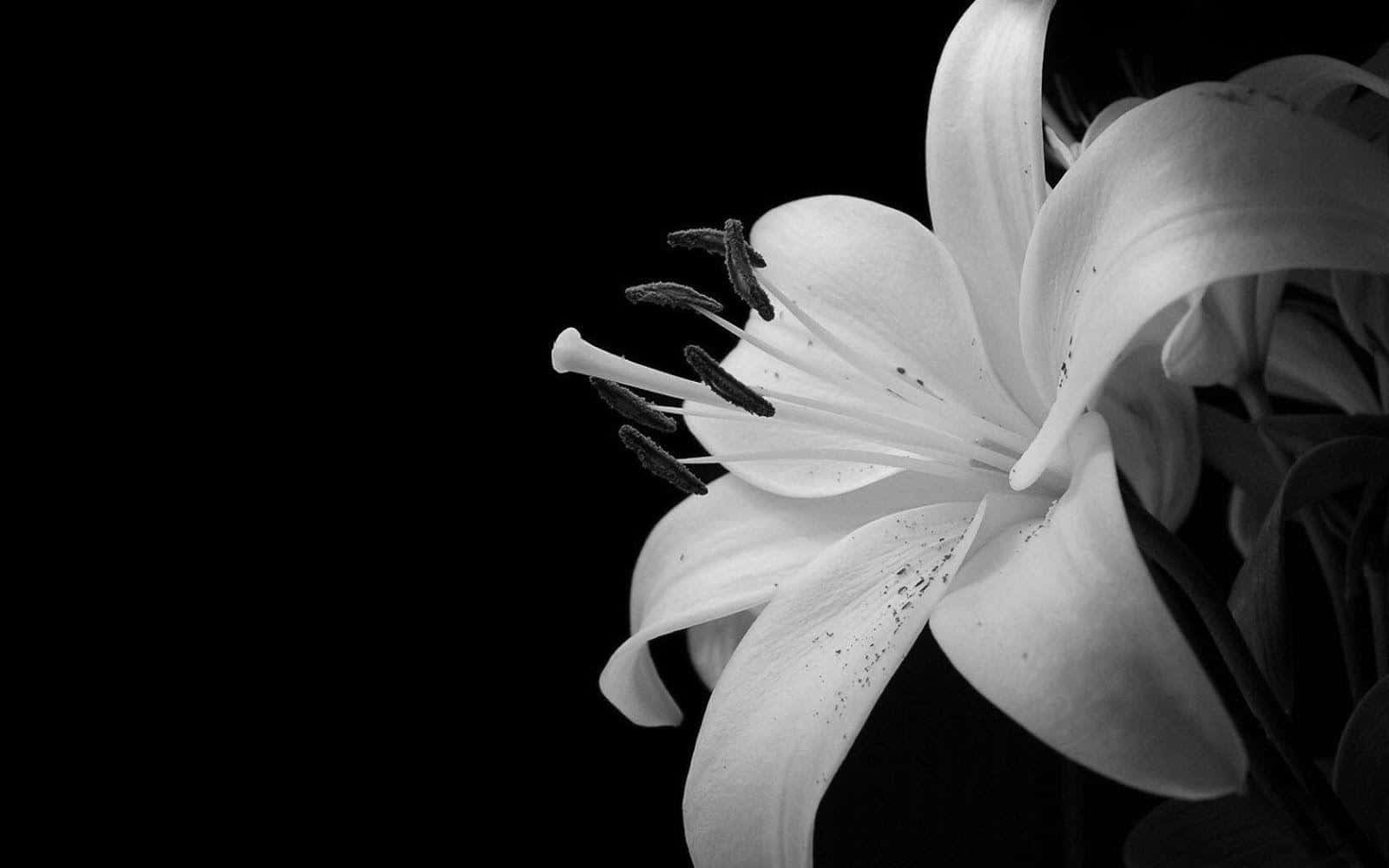 Elegant_ Black_and_ White_ Lily Wallpaper