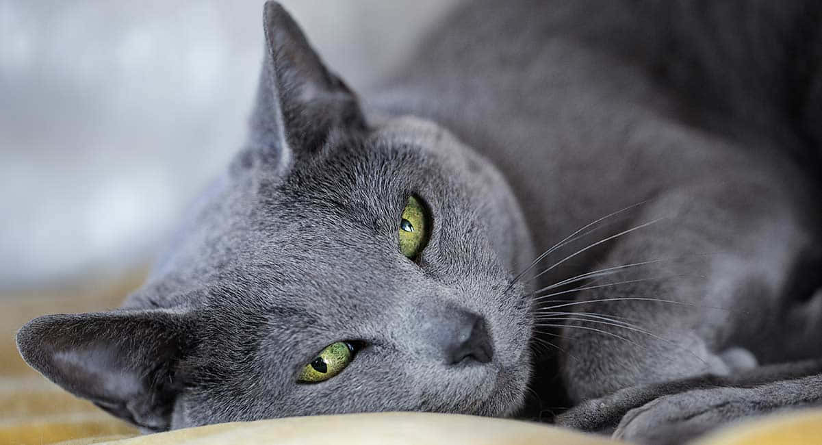 Elegant Blue Russian Cat Posing Gracefully Wallpaper