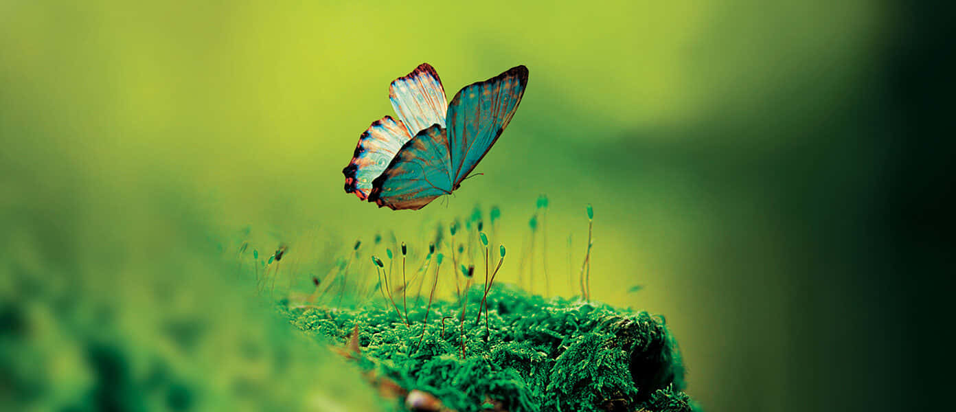 Elegant Butterfly In Flight Wallpaper