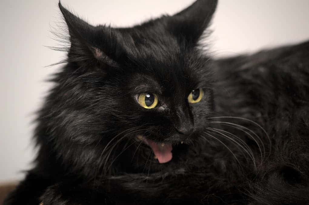 Elegant Chantilly-tiffany Cat Lounging On A Sofa Wallpaper