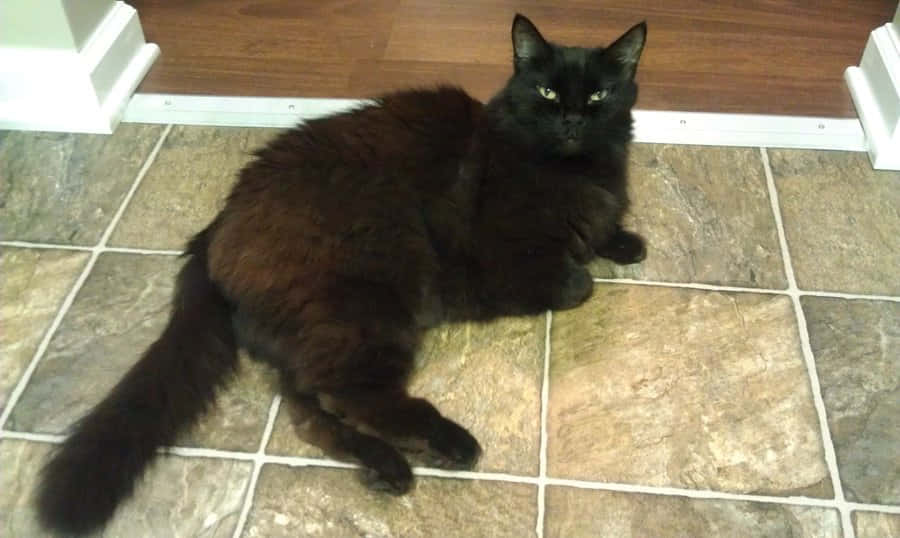 Elegant Chantilly-tiffany Cat Lounging On A Window Sill Wallpaper