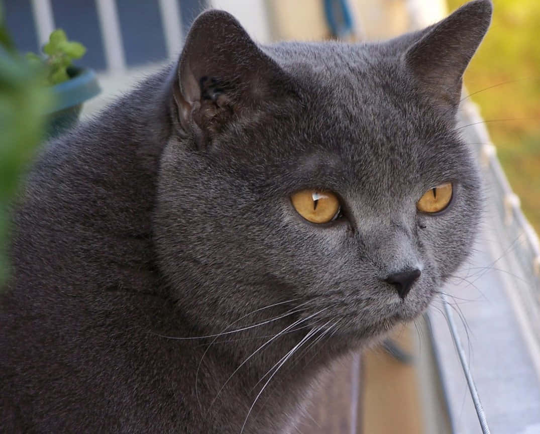 Elegant Chartreux Cat Lounging On A Rug Wallpaper