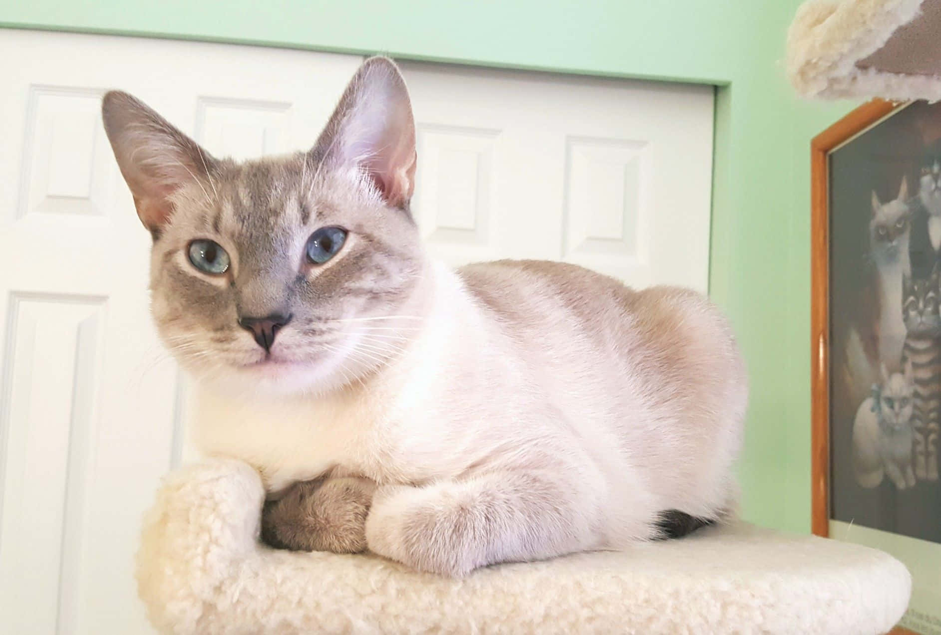 Elegant Colorpoint Shorthair Cat Lounging On Sofa Wallpaper