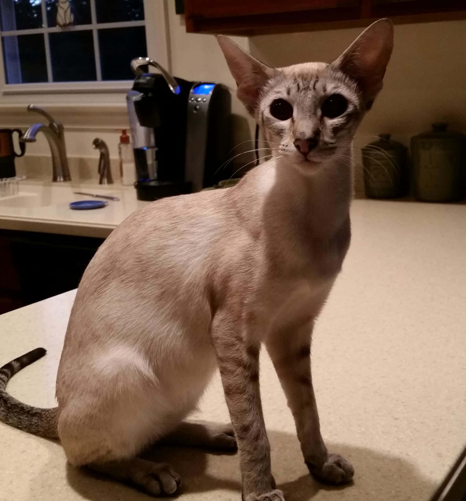 Elegant Colorpoint Shorthair Cat Posing For The Camera Wallpaper