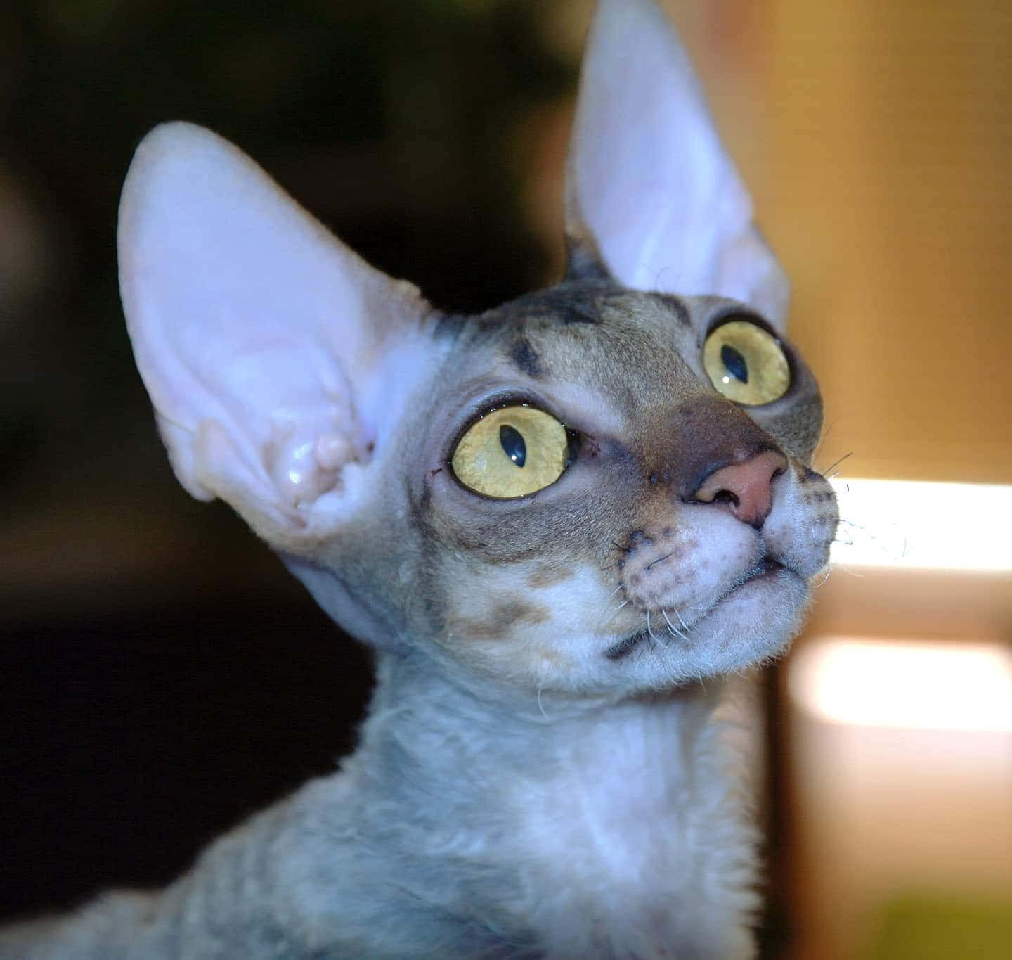 Elegant Cornish Rex Cat Posing On A Wooden Surface Wallpaper