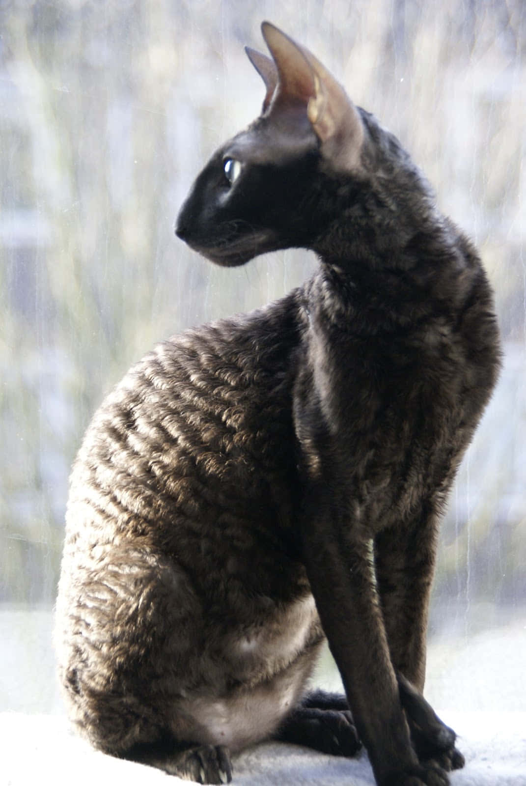 Elegant Cornish Rex Relaxing In Nature Wallpaper