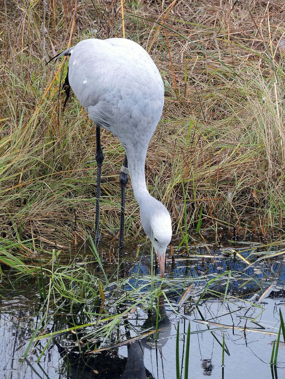 Elegant Crane Feeding Water Reflection Wallpaper