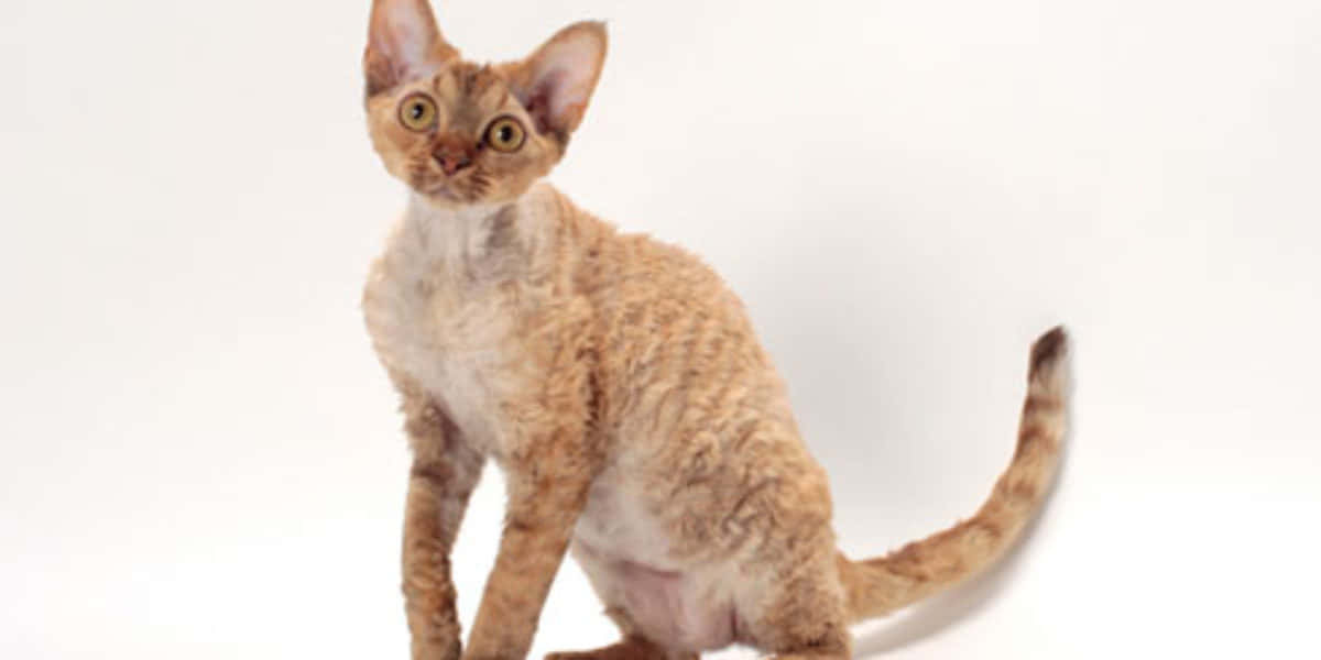 Elegant Devon Rex Posing For A Portrait Wallpaper