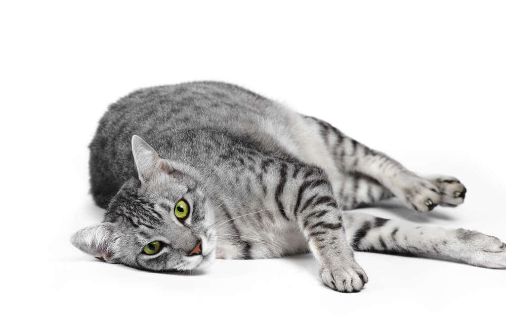 Elegant Egyptian Mau Cat Lounging Wallpaper