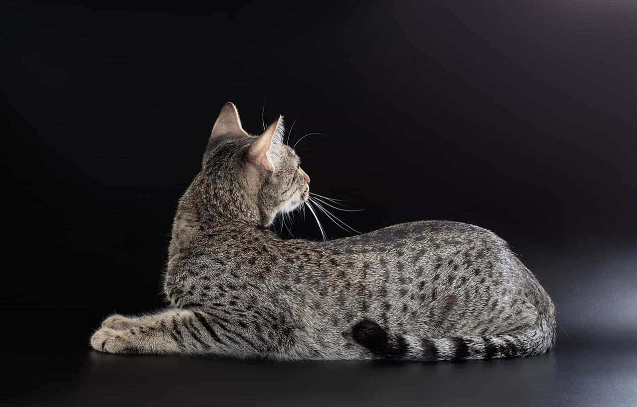 Elegant Egyptian Mau Cat Lounging On A Couch Wallpaper