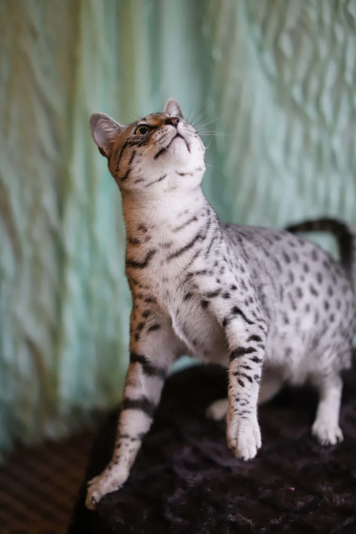 Elegant Egyptian Mau Cat Posing For A Portrait Wallpaper