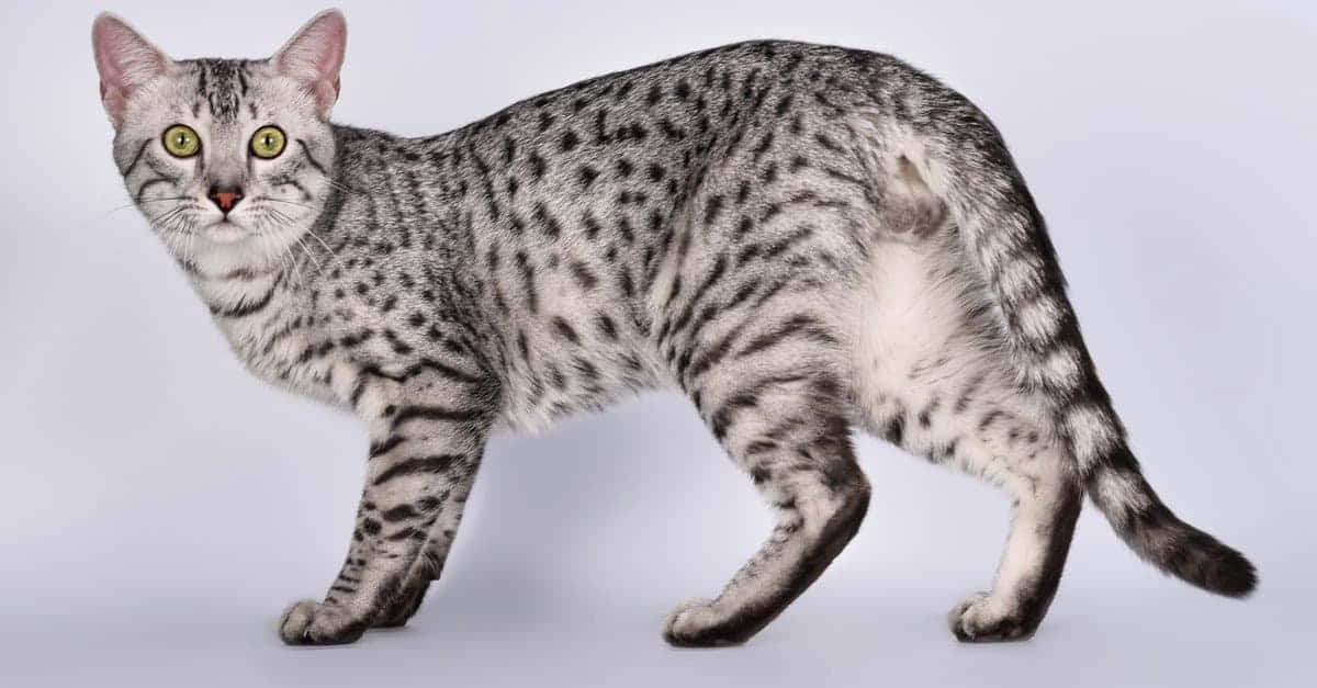 Elegant Egyptian Mau Posing Gracefully Wallpaper