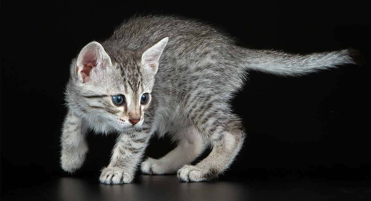 Elegant Egyptian Mau Resting On A Floor Wallpaper