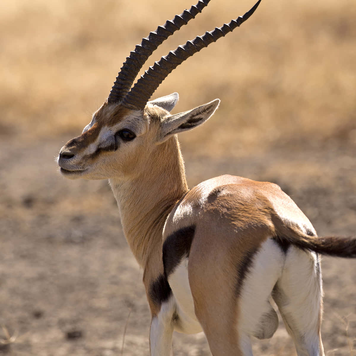 Elegant Gazellein Savannah Wallpaper