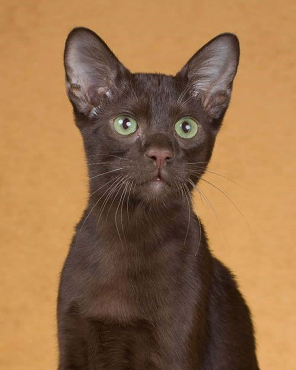 Elegant Havana Brown Cat Lounging On A Luxurious Couch Wallpaper