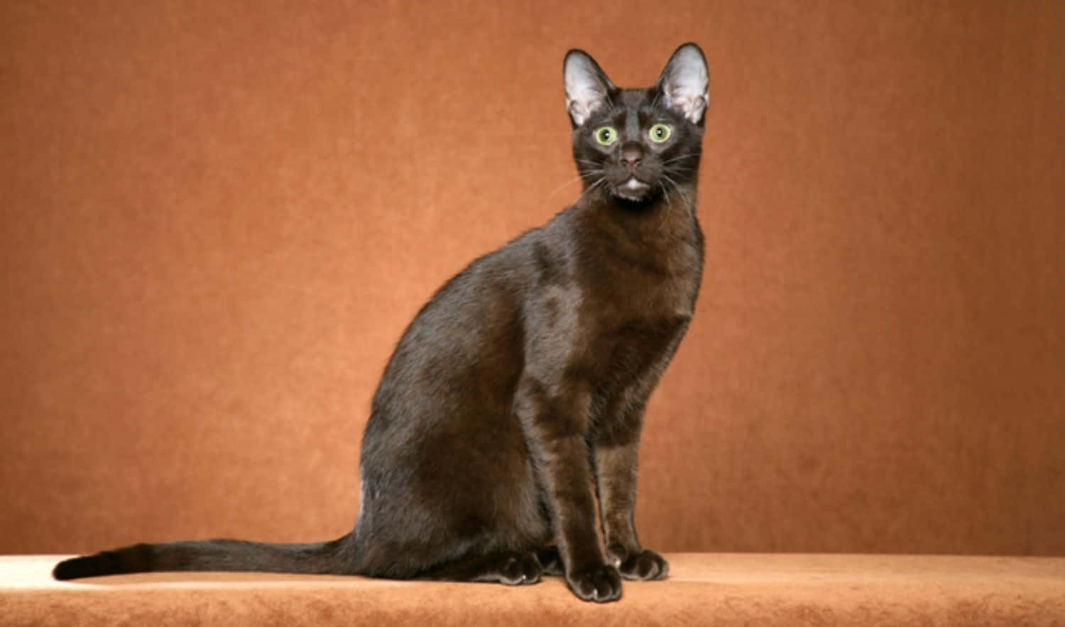 Elegant Havana Brown Cat Posing For A Portrait Wallpaper