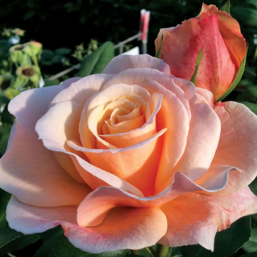 Elegant Hybrid Tea Roses In Full Bloom Wallpaper