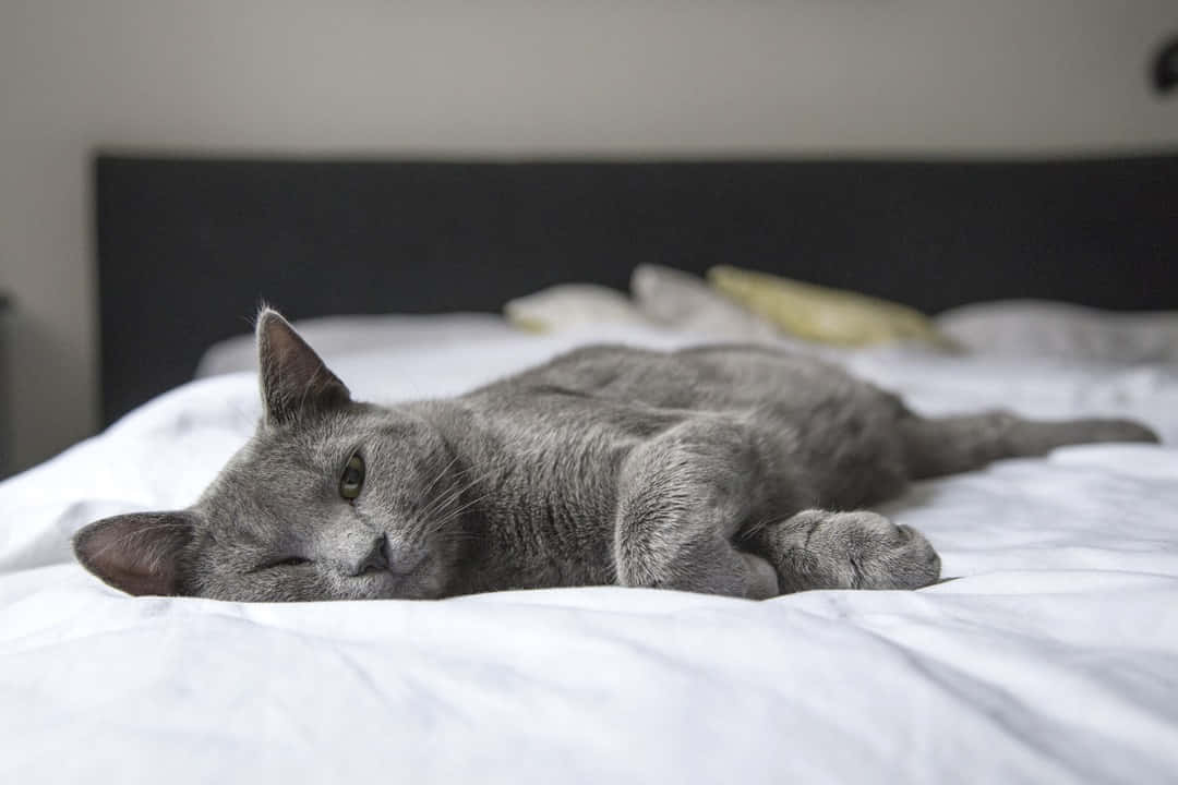 Elegant Korat Cat Posing On A Wooden Surface Wallpaper