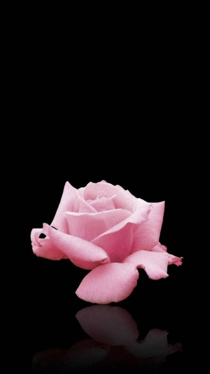 Elegant Lg Phone Alongside A Pink Rose Wallpaper