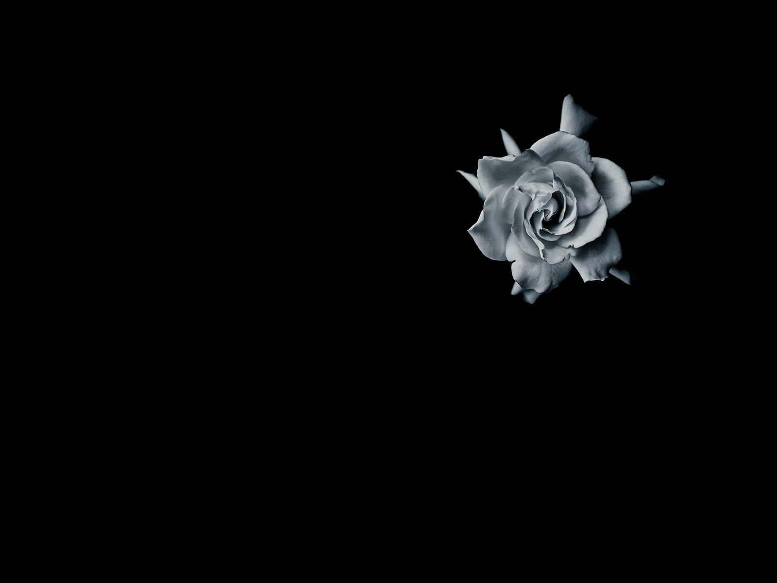 Elegant Monochrome Rose Wallpaper