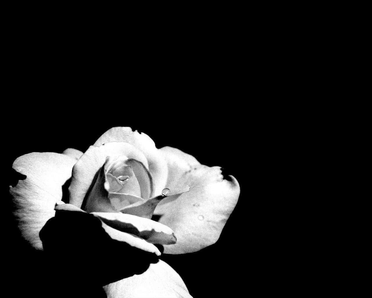 Elegant_ Monochrome_ Rose.jpg Wallpaper