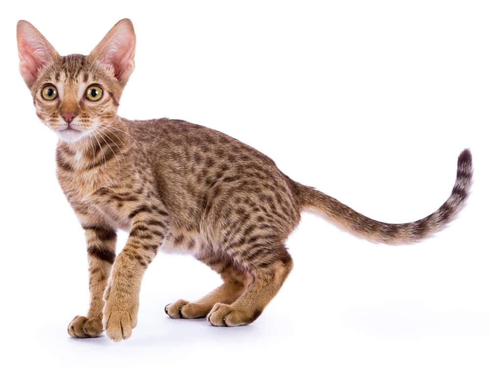 Elegant Ocicat Posing For A Portrait Wallpaper