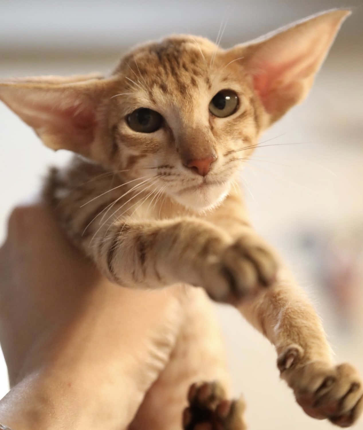 Elegant Oriental Shorthair Cat Posing For A Portrait Wallpaper