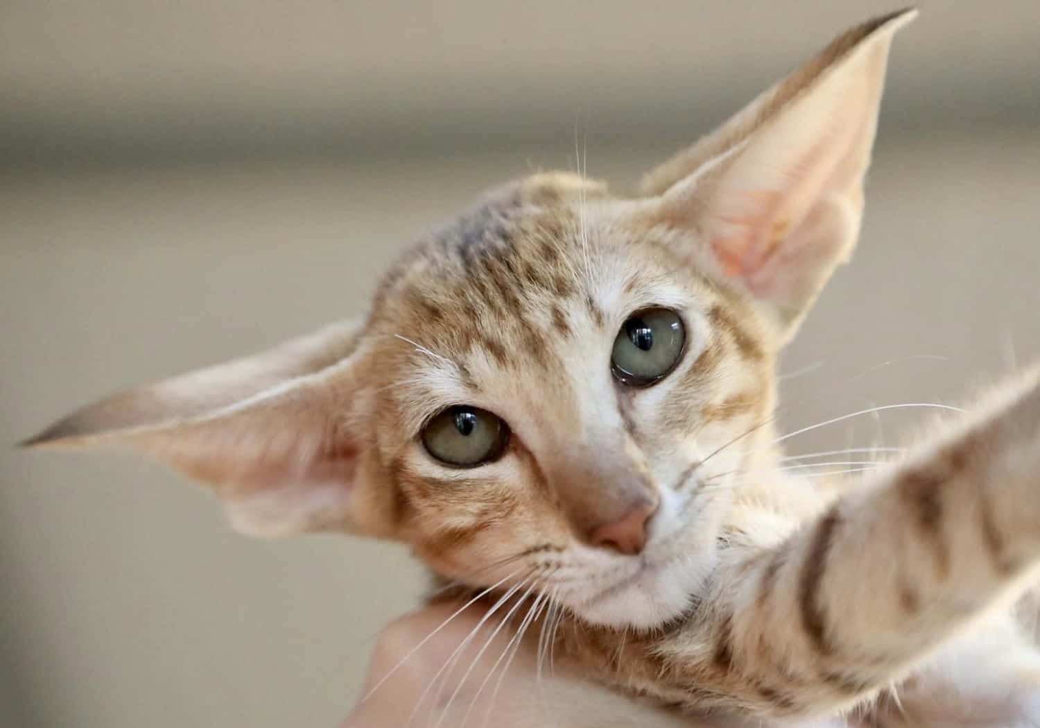 Elegant Oriental Shorthair Cat Posing For The Camera Wallpaper