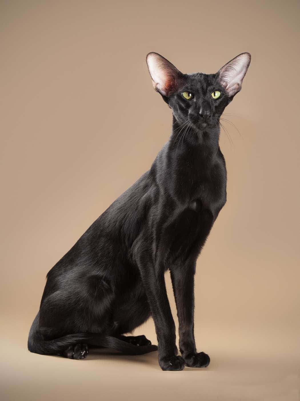 Elegant Oriental Shorthair Cat Posing For The Camera Wallpaper