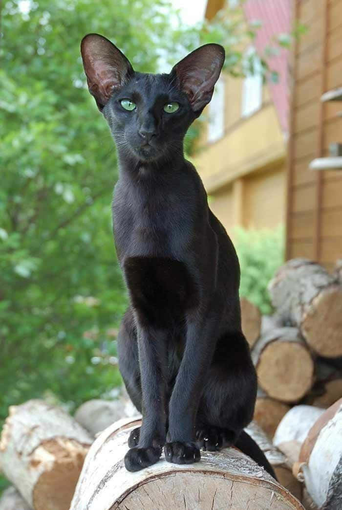 Elegant Oriental Shorthair Cat Posing For The Camera Wallpaper