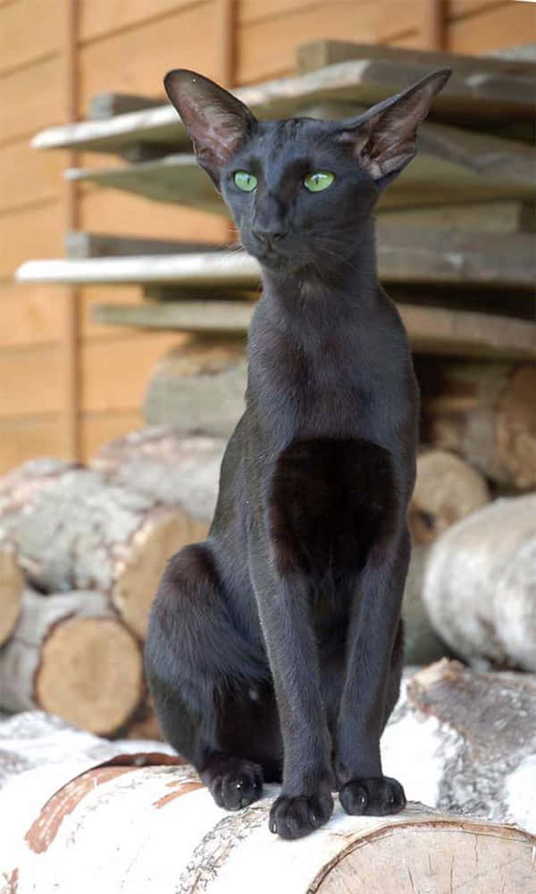 Elegant Oriental Shorthair Catposing In A Room Wallpaper