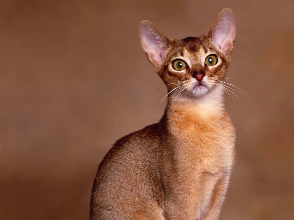 Elegant Oriental Shorthair Posing In All Its Grace Wallpaper