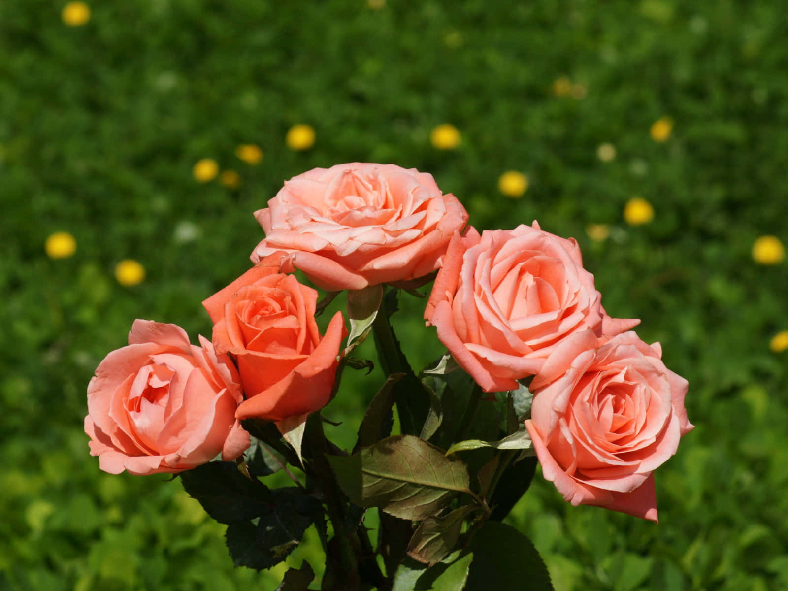 Elegant Pale Orange Rose Bouquet Wallpaper