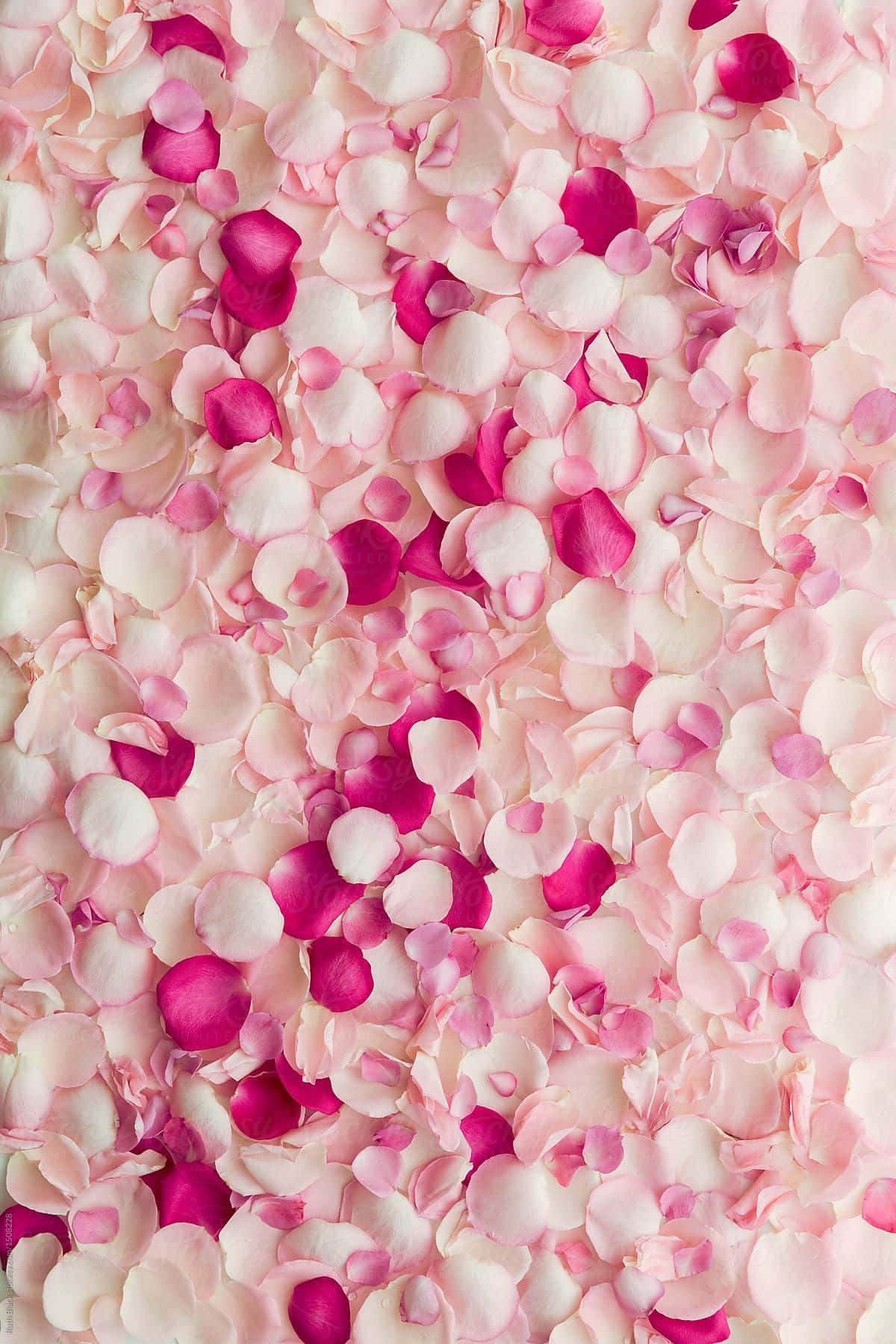 Elegant Rose Petal Close-up Wallpaper