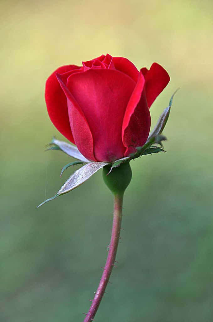 Elegant Single Red Rose On A Dark Background Wallpaper