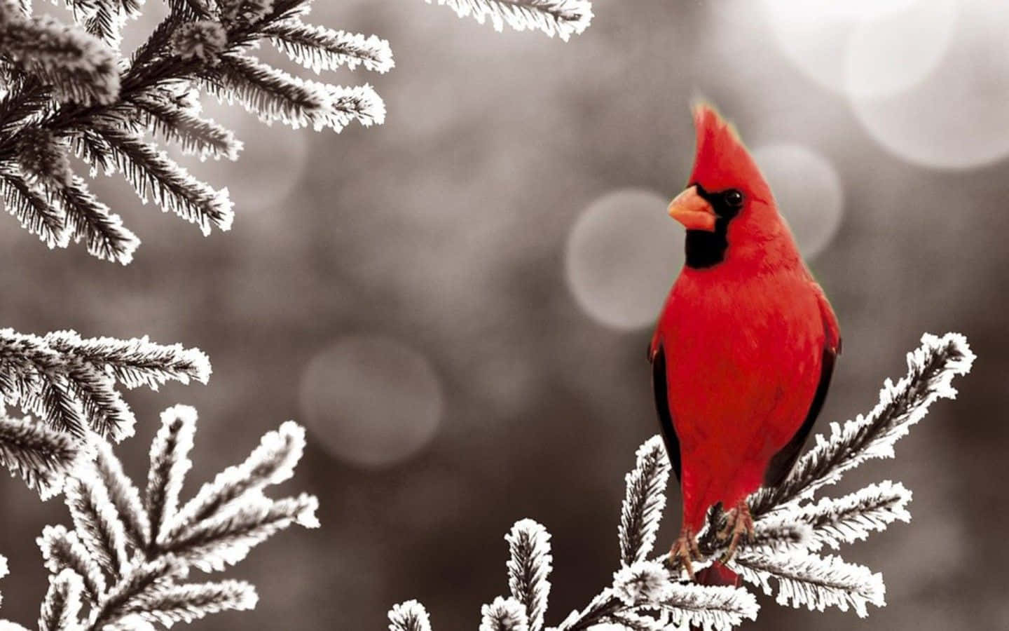 Elegant Snow Bird Perched On A Snowy Branch Wallpaper