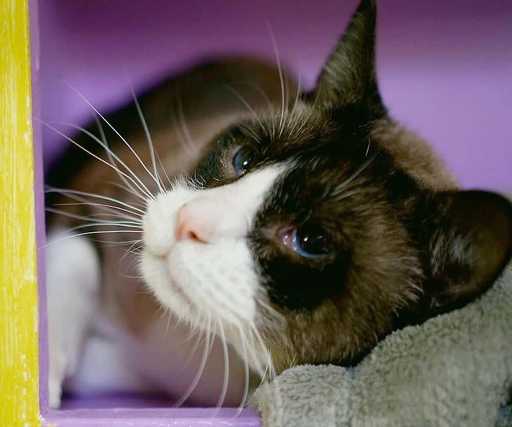 Elegant Snowshoe Cat Lounging On A Couch Wallpaper